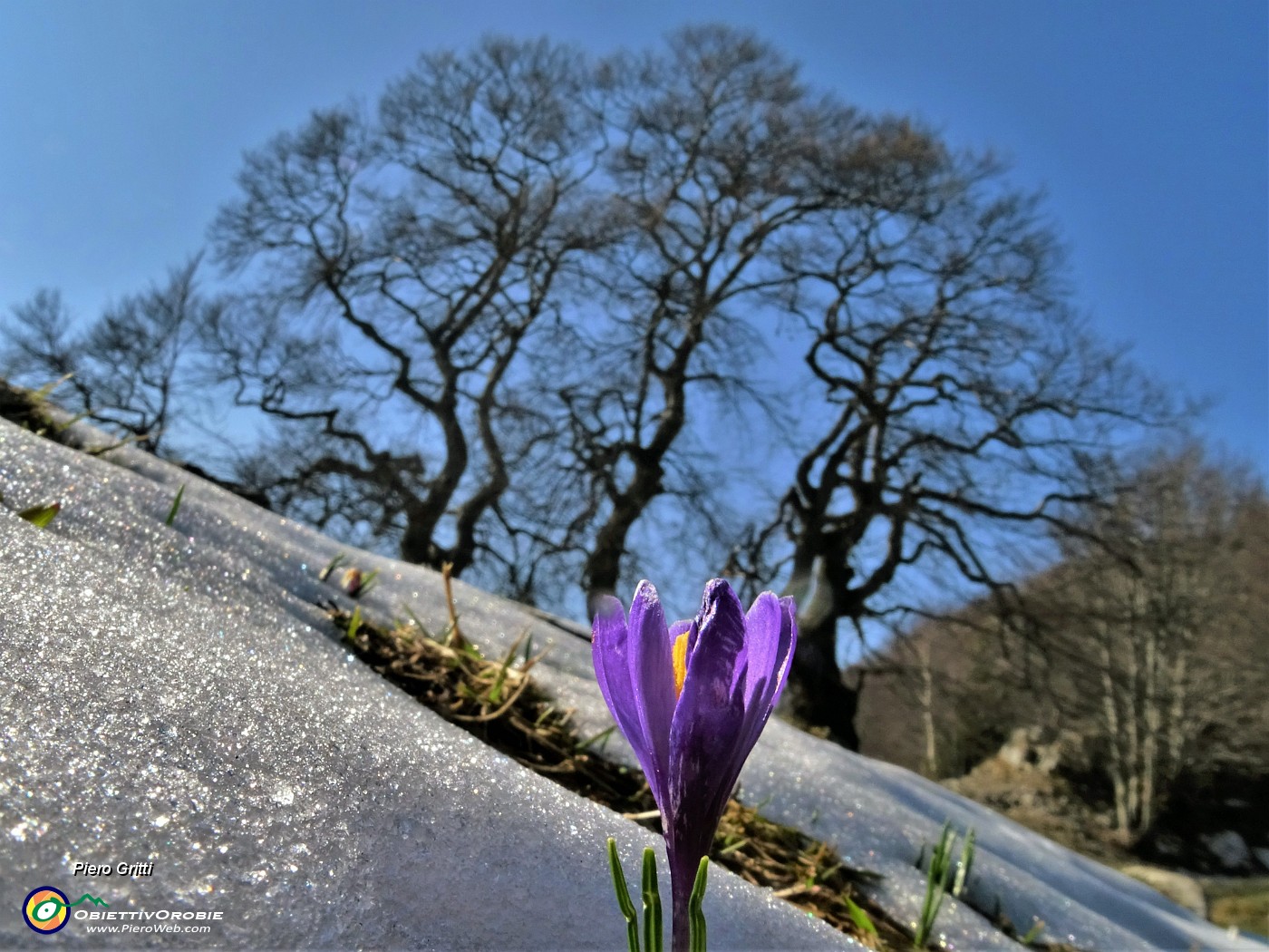 05 Crocus vernus sbocciato tra la neve in scioglimento ai Tre Faggi (1399 m) .JPG -                                